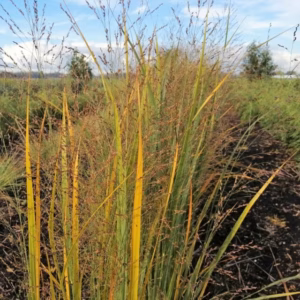 Panicum virgatum 'Northwind' (Vingergras)
