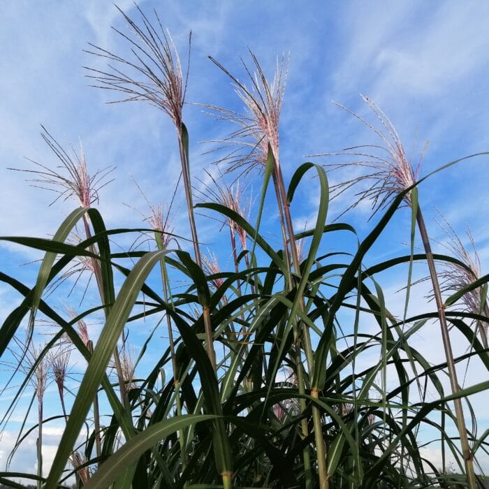 Miscanthus x giganteus