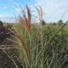 Miscanthus sin. 'Strictus' Little Zebra