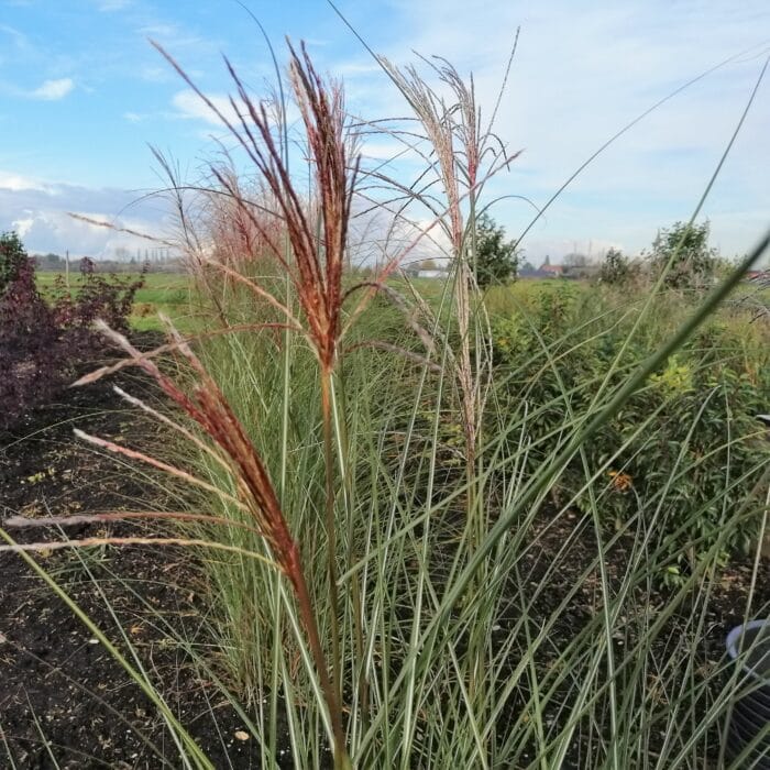 Miscanthus sin. 'Strictus' Little Zebra