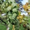Robinia ps. 'Twisty Baby' (Acacia) stamhoogte 150 cm