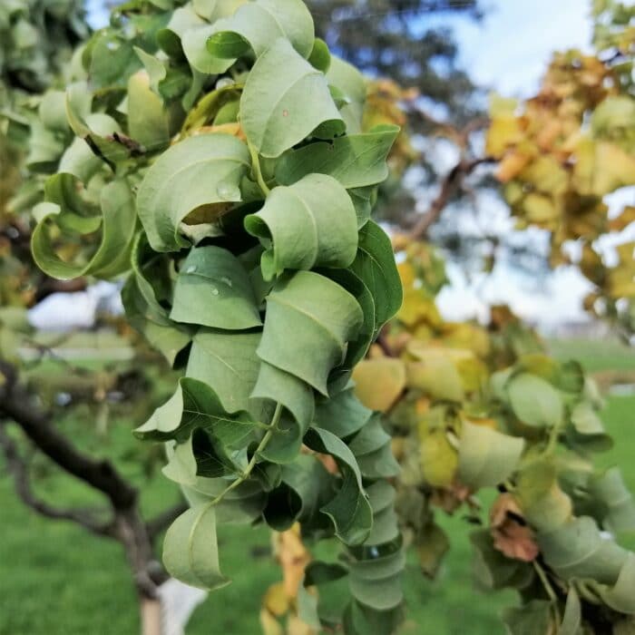 Robinia ps. 'Twisty Baby' (Acacia) stamhoogte 150 cm