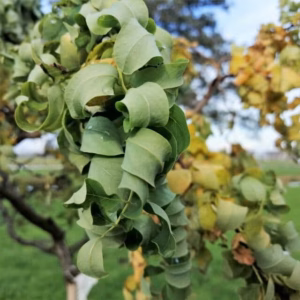 Robinia ps. 'Twisty Baby' (Acacia) stamhoogte 150 cm