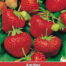 Aardbeien Delician F1