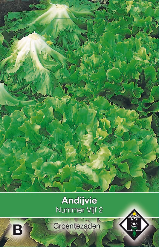 Andijvie Nr. 5