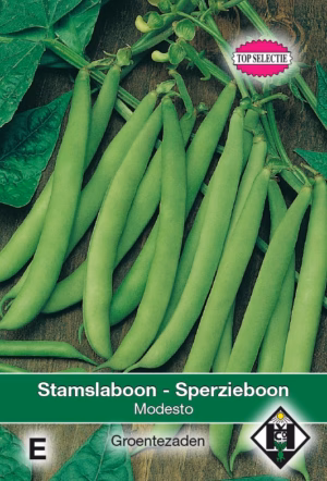 Stamslaboon Modesta