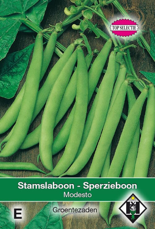 Stamslaboon Modesta