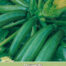 Courgette Diamant F1