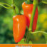 Mini Paprika Oranje Hamik