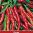 Peper Cayenne