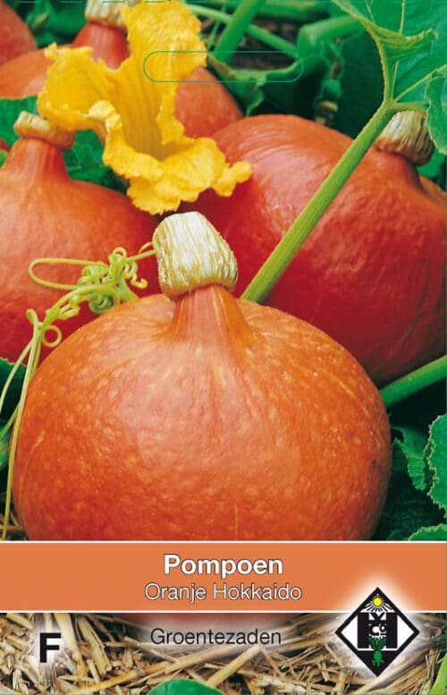 Pompoen Oranje Hokkaido