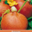 Pompoen Oranje Hokkaido