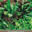 Gemengde Sla Mesclun