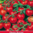 Tomaat Gardeners Delight