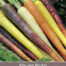 Kleuren Wortels Regenboog