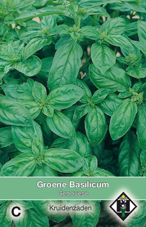 Groene Basilicum