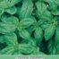 Groene Basilicum