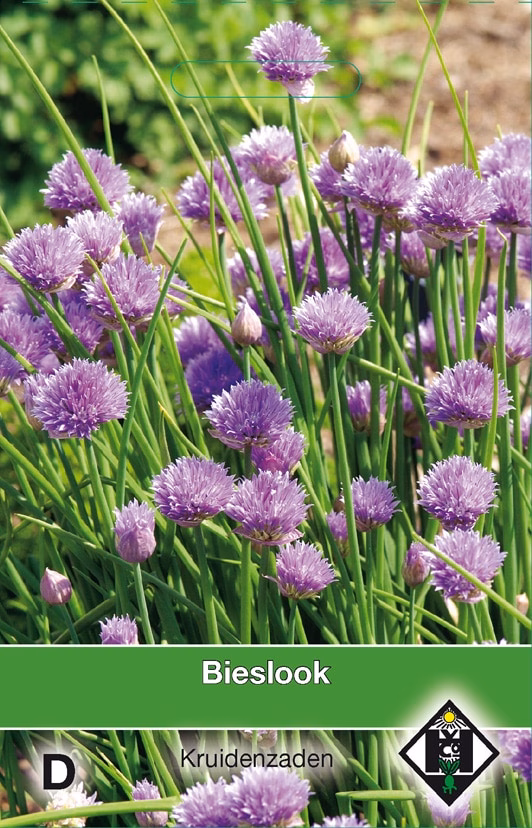Bieslook