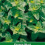 Groene Munt