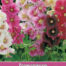 Alcea Indian Spring