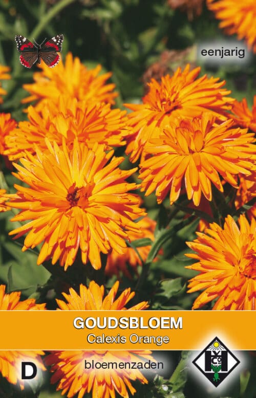 Calendula Calexis Orange