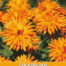 Calendula Calexis Orange