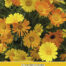 Calendula Simplicity Goudsbloem