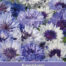 Centaurea Classic Fantastic