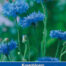 Centaurea enkele blauw Korenbloem
