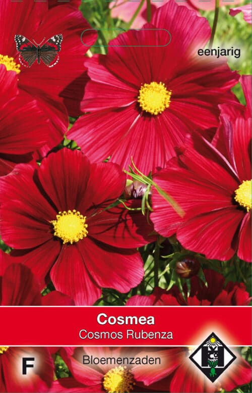 Cosmos Rubenza Cosmea