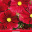 Cosmos Rubenza Cosmea