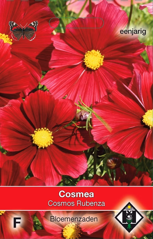 Cosmos Rubenza Cosmea