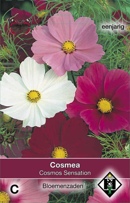 Cosmos Sensation