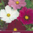 Cosmos Sensation