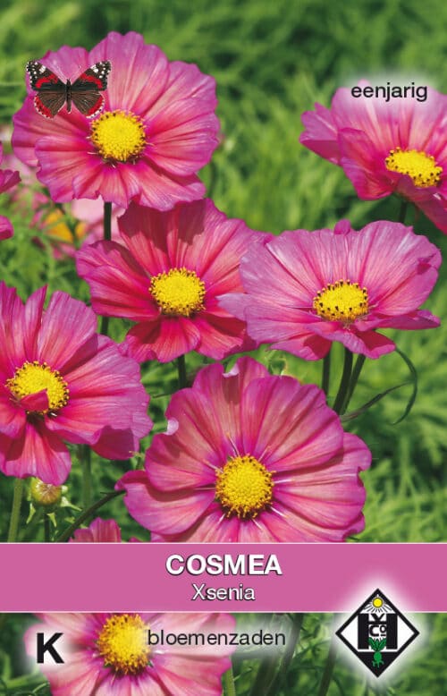 Cosmos Xsenia