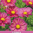 Cosmos Xsenia