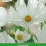 Cosmos Vega wit