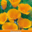 Eschscholzia californica Orange King (Slaapmutsje)