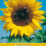 Helianthus Giganteus