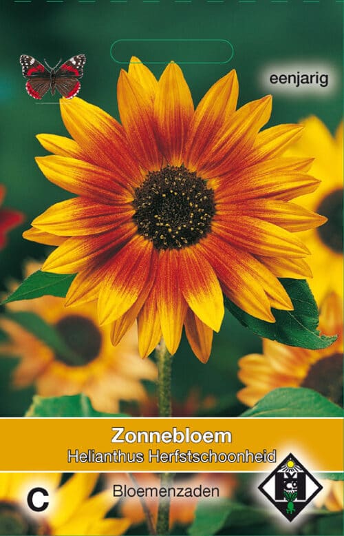 Helianthus Herfstschoonheid