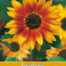 Helianthus Herfstschoonheid