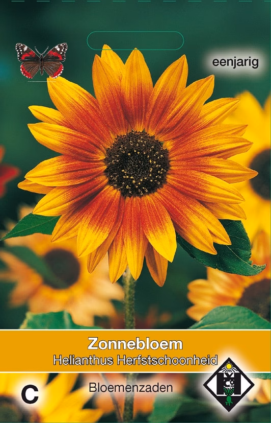Helianthus Herfstschoonheid