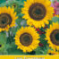 Helianthus Domino