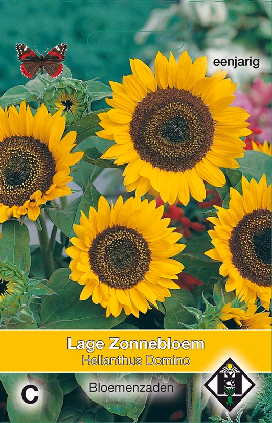 Helianthus Domino