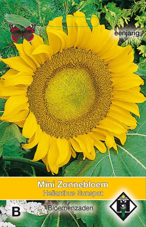 Helianthus Sunspot Zonnebloem