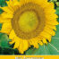 Helianthus Sunspot Zonnebloem