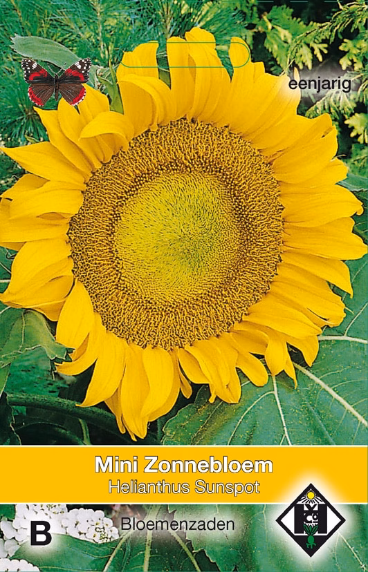 Helianthus Sunspot Zonnebloem