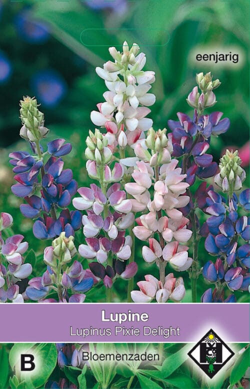 Lupinus Pixie Delight