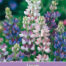 Lupinus Pixie Delight