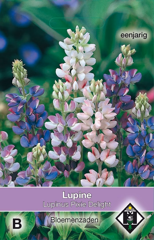 Lupinus Pixie Delight